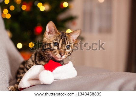 Bengal cat in Santa hat sitting at chair, Christmas eve