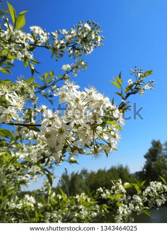 photo of green branches with spring flowers of trees against the blue sky with white clouds