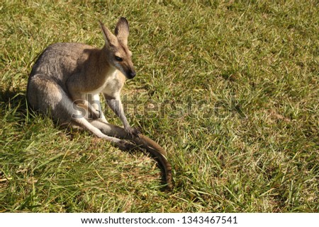 Small Red-necked Wallaby Macropus rufogriseus Sitting on Grass