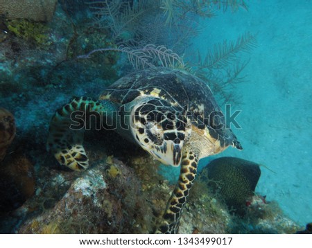 Hawksbill turtle grand cayman