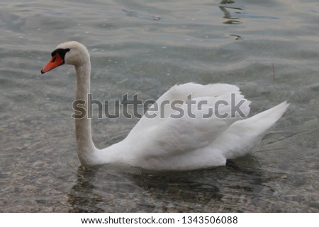 White swan on lake Garda Italy