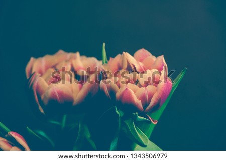 Pink beautiful tulips flowers on dark background. images Waiting for spring. Happy Easter card picture. Vintage toned and soft focus photo.