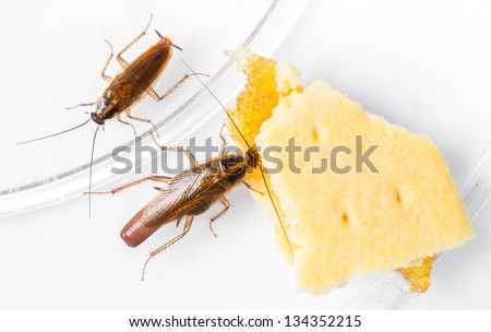 Blattella germanica german cockroach eating pineapple filled biscuit