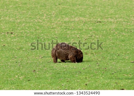 wombat bear pig