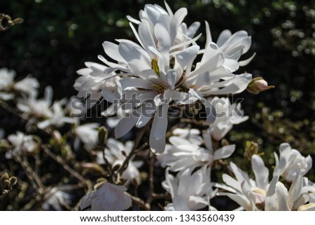 White blooming blossom flowers tree magnolia