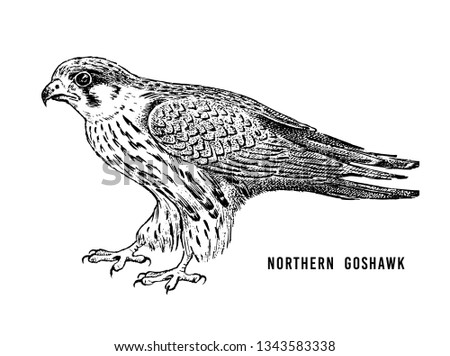 Northern goshawk. Wild forest bird of prey. Hand drawn sketch graphic style.  Fashion patch. Print for  t-shirt, Tattoo or badges.