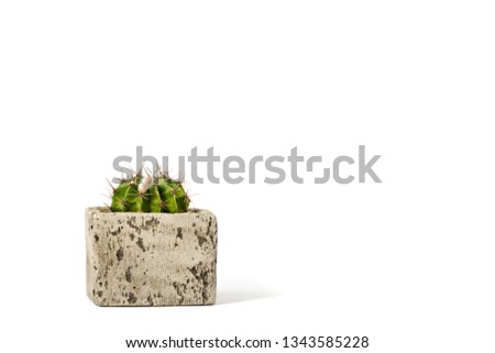 Cactus in a pot on an isolated white background.Minimalism concept.Copy space for Text.