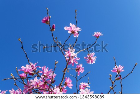 Close-up of beautiful pink magnolia flowers on a bright blue sky background. Blossoming of magnolia tree on a sunny spring day. Flowering of magnolia in a park.
