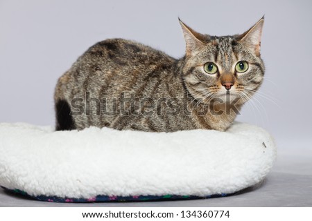 Tabby cat in white basket. Studio shot against grey.