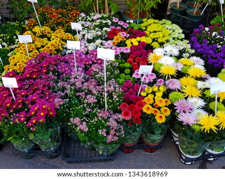 Various beautiful colorful flowers with little white banner, put on the asphalt street in front of a boutique flower shop.