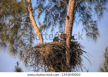Mom Bald eagle Haliaeetus leucocephalus feeds the eaglets in their nest of chicks on Marco Island, Florida in the winter.