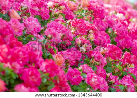 Rose flower, Nagano Prefecture, Japan