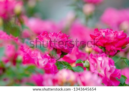 Rose flower, Nagano Prefecture, Japan