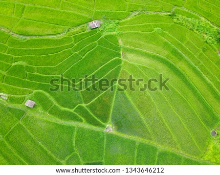 Aerial view of thailand rice field, drone shot