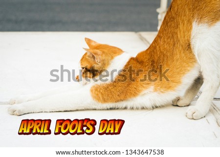 April Fools Day, portrait of yoga white-light brown cat