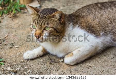 cute cat on nature background