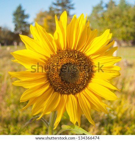 picture of a large sunflower full in bright sunlight