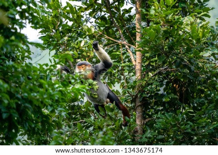 Brown-shanked douc langur with a jumping on a tree, also known as pygathrix nemaeus or  " Voọc " . Rare animals in Son Tra peninsula, Da Nang, Vietnam