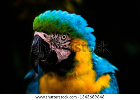 Close up picture of Blue-Yellow Macaw in Indonesia. The bird's feathers are dominated with blue and yellow and just a bit of green at its head