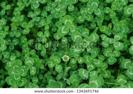 A field of three leaves clover. White clover flowers in bloom with lush foliage