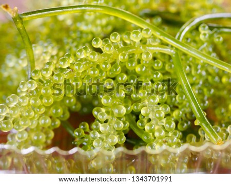 Sea grapes, Green caviar, Umibudo and blur background