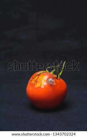 Spoiled tomato on a black background. Tomato with mold. Tomato disease. Improper storage of vegetables.