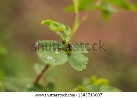 Spring raindrops on the leaves, dew in the morning, nature comes to life.