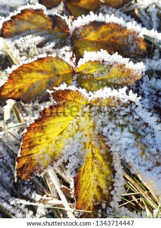 Frozen autumn leaf, Halden / Norway