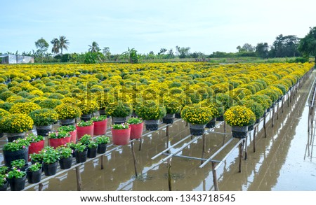 The garden above the water of Yellow Daisies is seen from above, blooming during the harvest. They are hydroponic planted in gardens along the Mekong Delta of Vietnam
