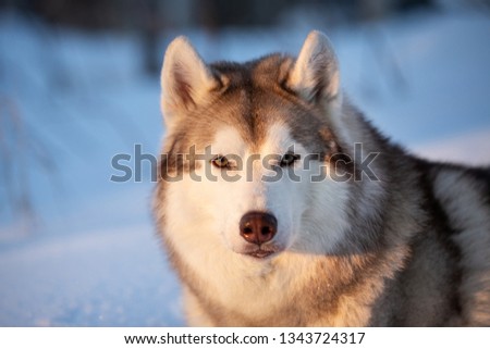 Close-up Portrait of beautiful, happy and free Siberian Husky dog lying on the snow path in the winter forest at golden sunset