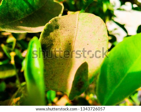 THE PICTURE SHOWING A GREEN MATTE SOIL COLURED BROWN LEAVES WITH SHINY SUNLIGHT WITH CONTRAST LOOKING VERY NATURAL.