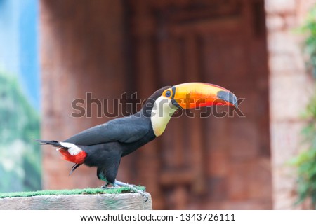 Bird Toucan (Ramphastos toco)