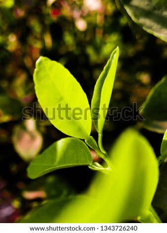 THE PICTURE SHOWING A GREEN MATTE SOIL COLURED BROWN LEAVES WITH SHINY SUNLIGHT WITH CONTRAST LOOKING VERY NATURAL.