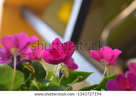 a view of garden flower. picture of this beautiful image was taken in morning light . An image showing love and peace with green background