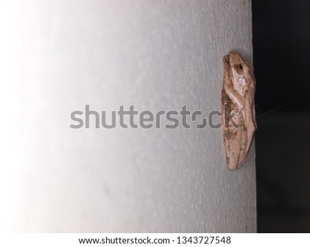 light brown little cute smooth skin amphibian looks like rice field frog, Polypedates leucomystax, wild tropical amphibian on white wall in urban home garden, selective focus, blur background