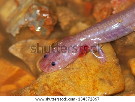 A blind salamander in a cave