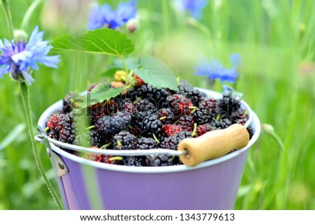 Close-up of fresh mulberry in bucket