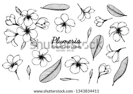 Collection set of plumeria flower and leaves drawing illustration. for pattern, logo, template, banner, posters, invitation and greeting card design.

 Royalty-Free Stock Photo #1343834411