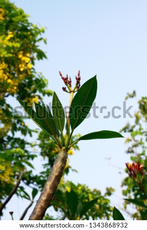 Leaves, flowers and sky