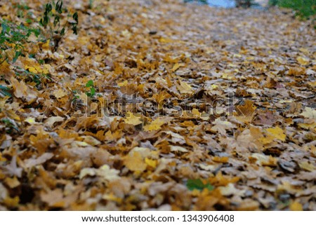 Autumn fallen leaves closeup.  Foliage on ground. Fall. Park road view