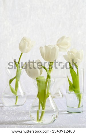 white tulips in clear glass vases on white background with copy space