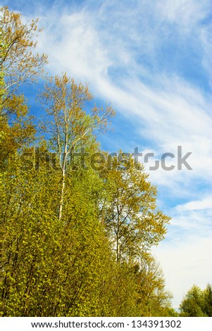Trees and bushes grow in the woods in the early fall on the backdrop of the sky with clouds.