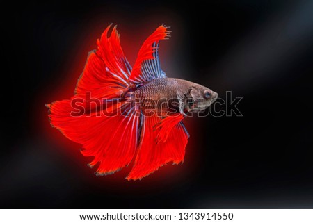 Siamese fighting fish,Betta splendens,red fish on a Blurred background, Halfmoon Betta, 