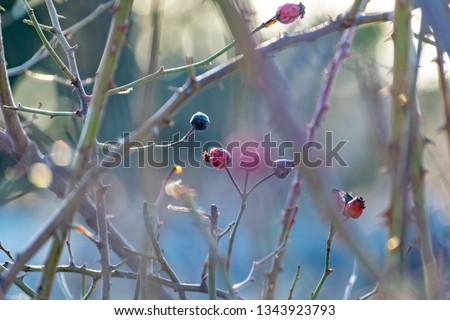 The berries of the wild rose Bush in winter and early spring, without leaves. Perezhivanie fruits overgrown shrub rose garden. Landscape through sunlight at sunset.
