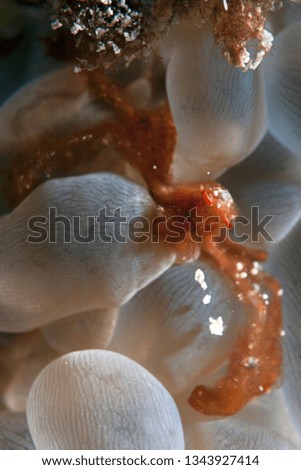Coral Crab macro 