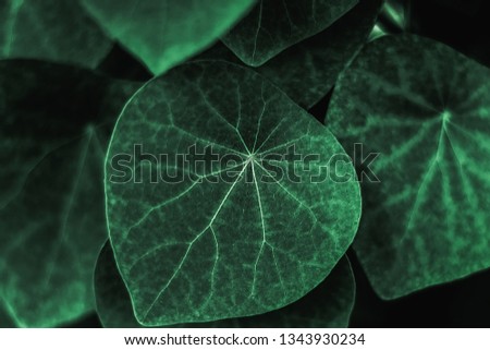 tropical  Green leaves in the garden for pattern background, color Dark Flat lay , Design concept  for decorating a bedroom or living room wall. 