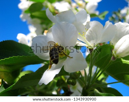 A bee collecting nectar from a spring of apple blossoms, Apple blossoms in white on a blue sky background.