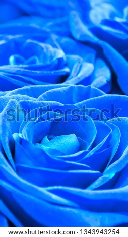 Beautiful blue roses, close-up. Vertical photo. Background for your mobile display.