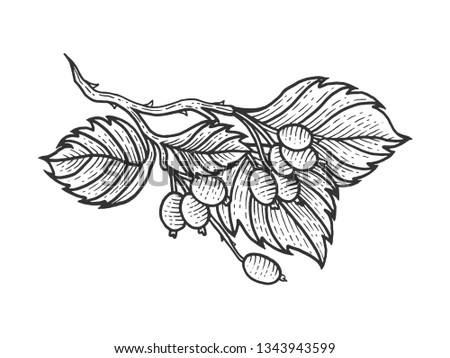 Dog rose with leaves sketch engraving vector illustration. Scratch board style imitation. Hand drawn image.