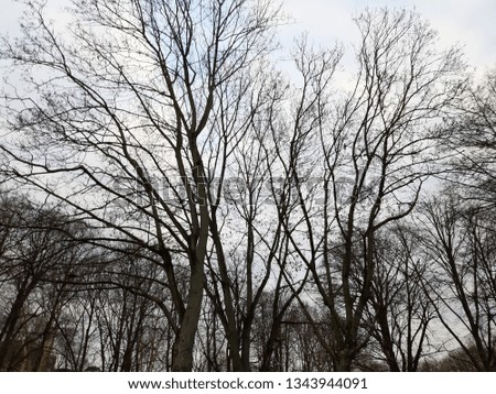 trees in a parc with blue sky